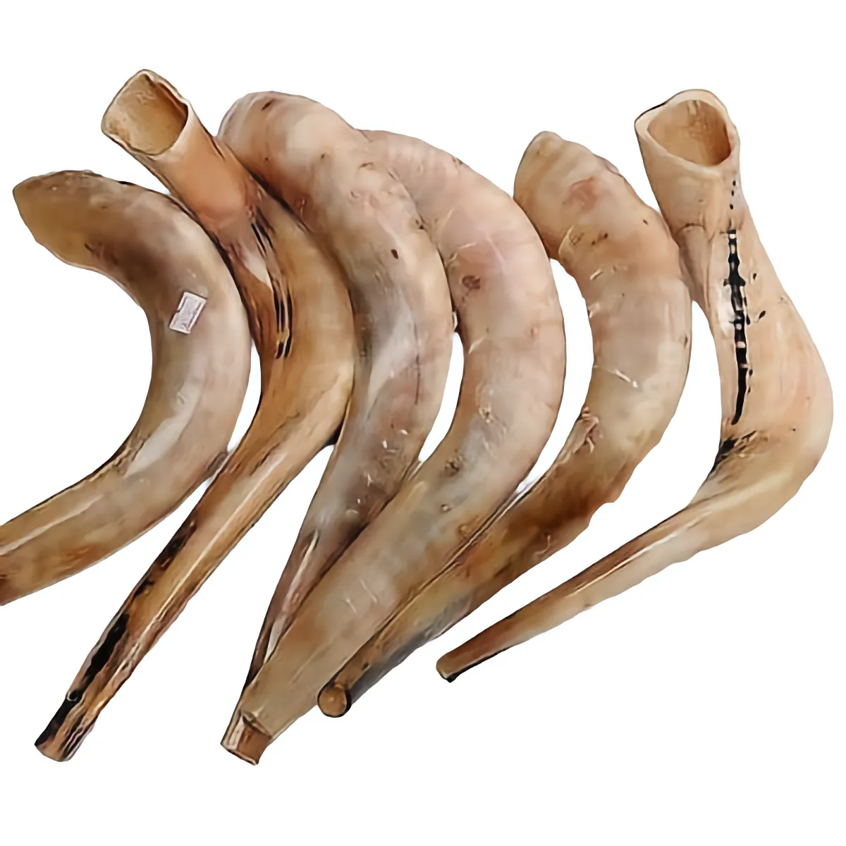 Authentic High Quality Polished Kosher Shofar 18″-20″ / 45 - 50 cm